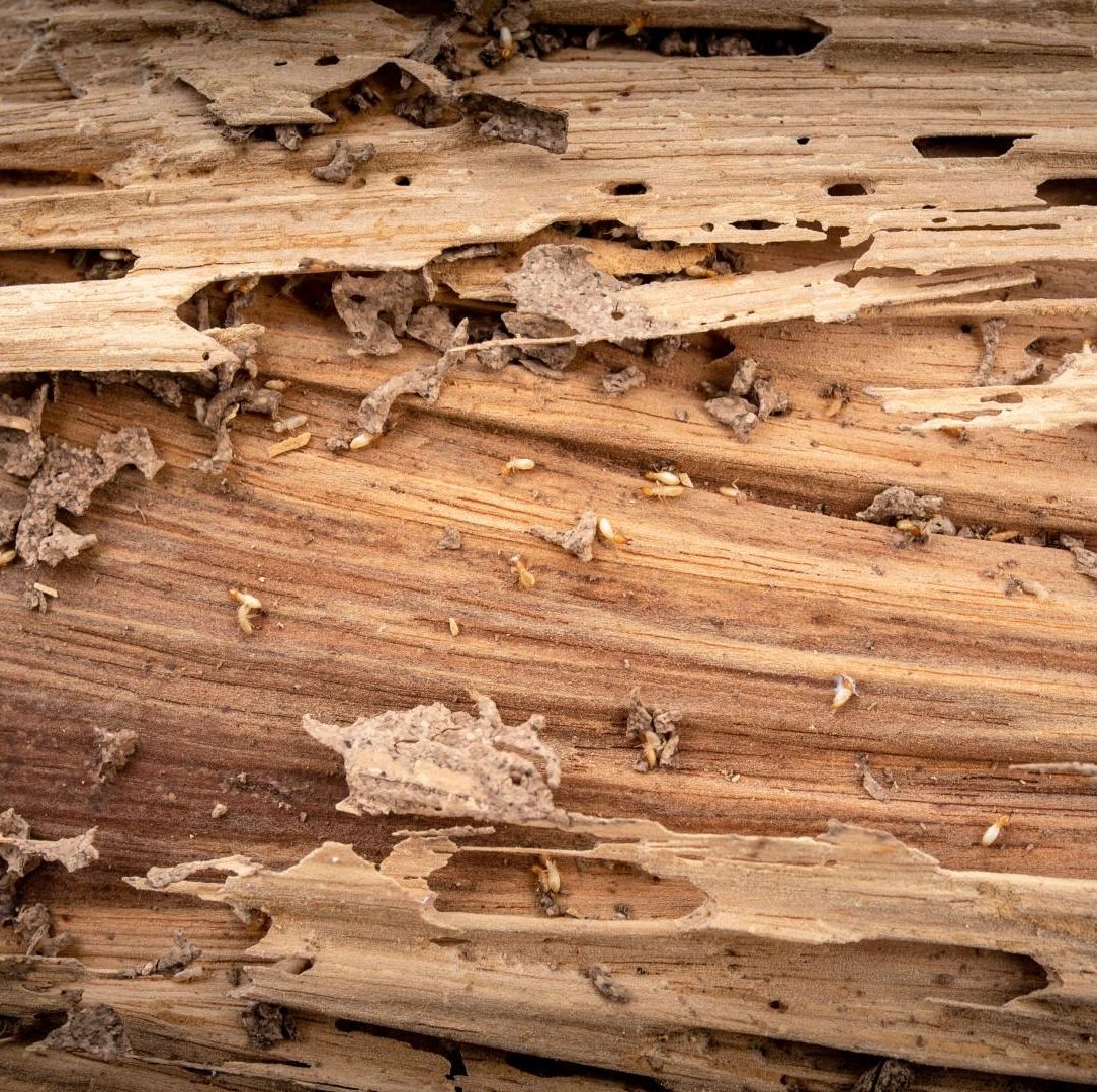 Dégâts sur le bois dus aux insectes et champignons : comment identifier et traiter les problèmes de dégradation.