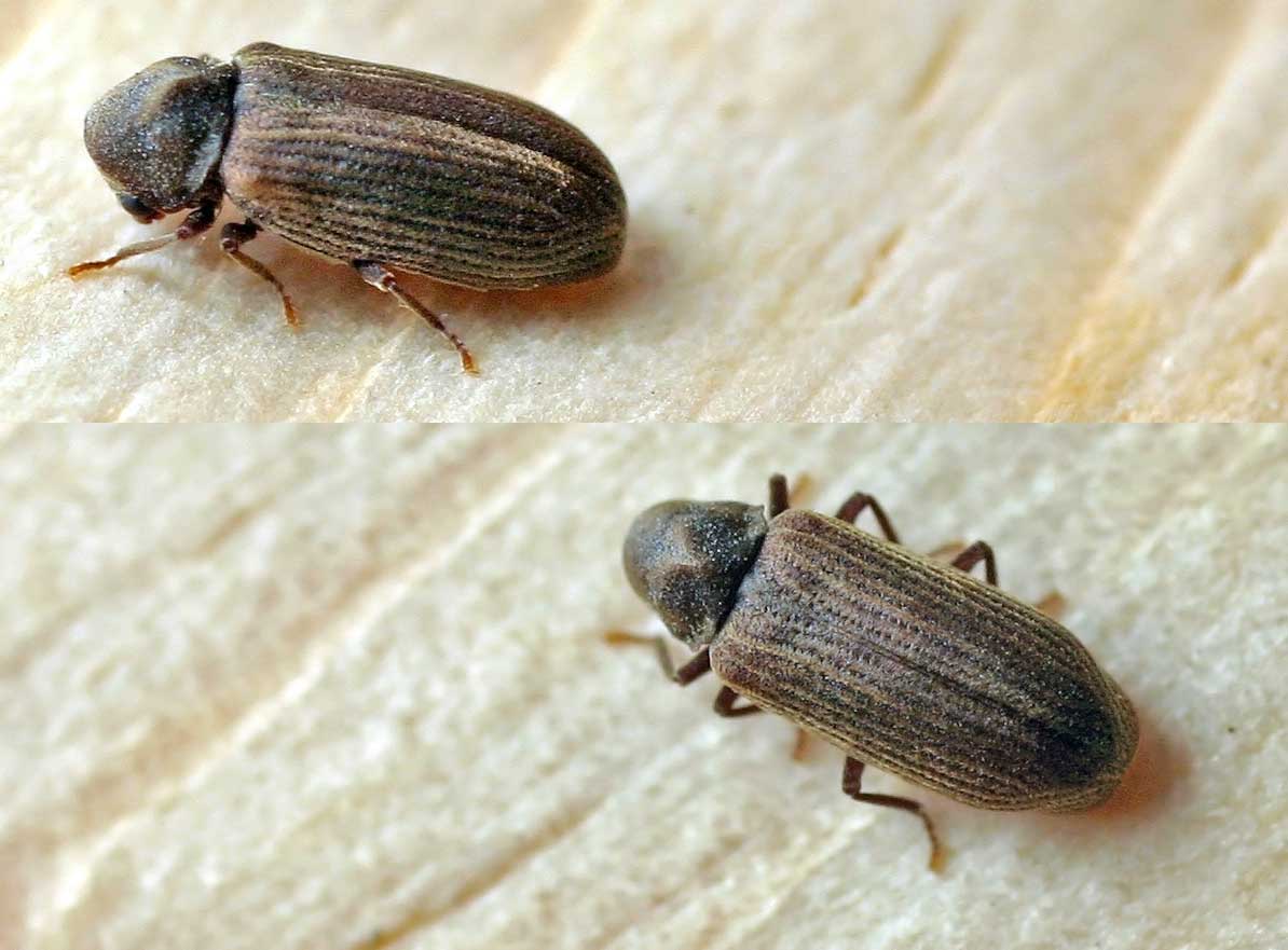 Anobium_punctatum-petite-vrillette-bois-traitement-drome-bruit-insecte-xylophage Diagnostique Expertise Pathologie du bois Rhone alpes