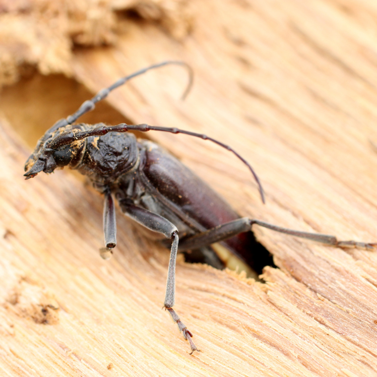 Maison infestée par des insectes xylophages, traitement des bois contre capricorne