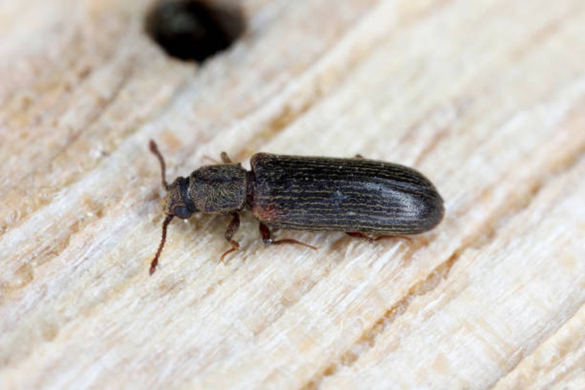 Diagnostique Expertise Pathologie du bois Rhone alpes